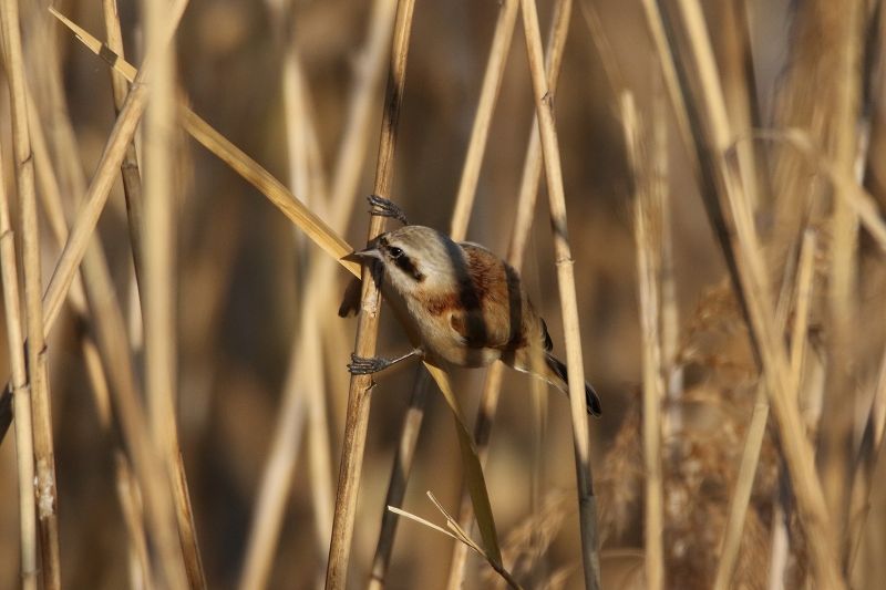 ツリスガラ タシギ クイナ 淀川中津と大淀河川敷 お城と淀川の鳥撮り記