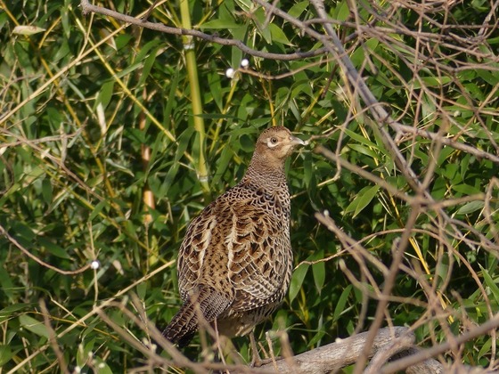 P1150438T
