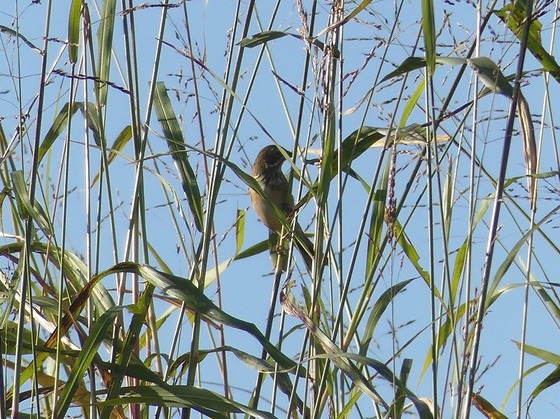 P1120329T