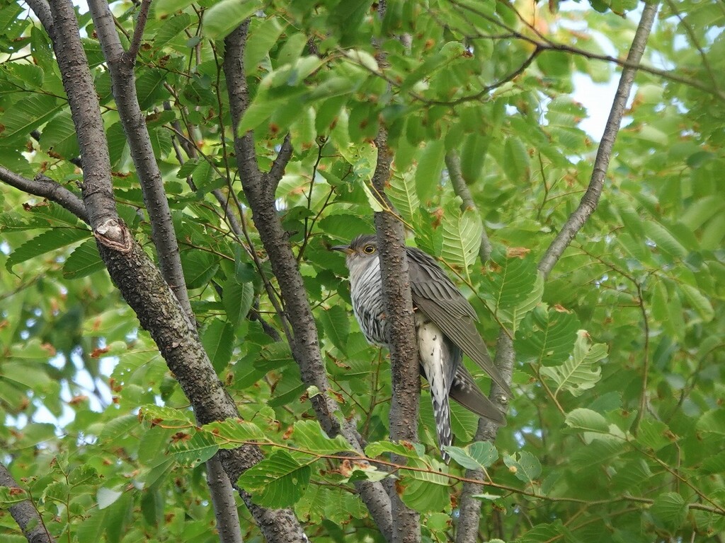 ホトトギス サンコウチョウなど お城 お城と淀川の鳥撮り記 ホトトギス サンコウチョウなど お城 お城と淀川の鳥撮り記