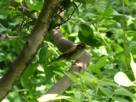 P1060166T