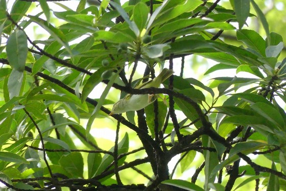 P1050822T