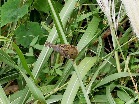 P1080880T