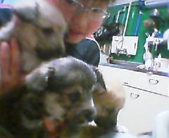 突然ですが・・・小犬差し上げます♪