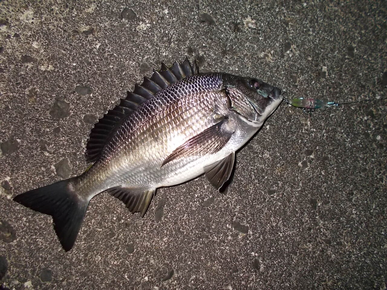 4月30日早朝 ホタルイカパターン 雨飾太郎のblog 4月30日早朝 ホタルイカパターン 雨飾太郎のblog