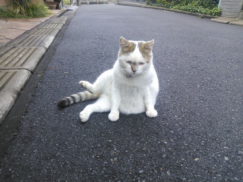 小池都知事はカイロ大学を卒業していたか クマのプーさん ブログ