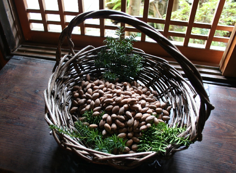 榧（かや）の木・榧の実 南天縁起！ : ＜天見温泉南天苑ブログ＞よろず春秋