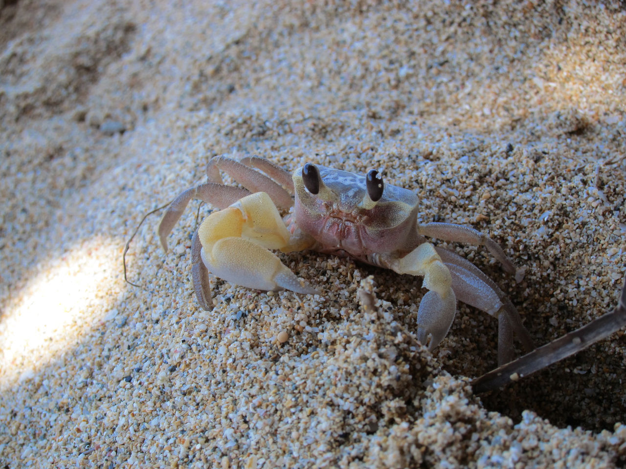 今日の奄美大島の波 砂浜でカニ釣り 台風スウェル Green Goodman Photography