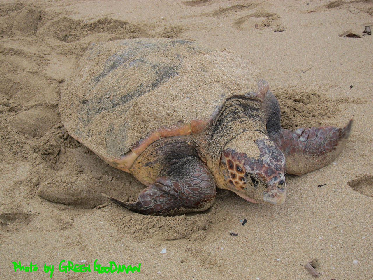 カメの産卵 もう梅雨明けてるはずの奄美 Green Goodman Photography