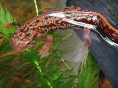 アマミの箔入り 奄美の尻剣屋