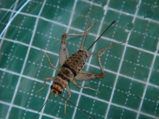 コオロギ 奄美の尻剣屋