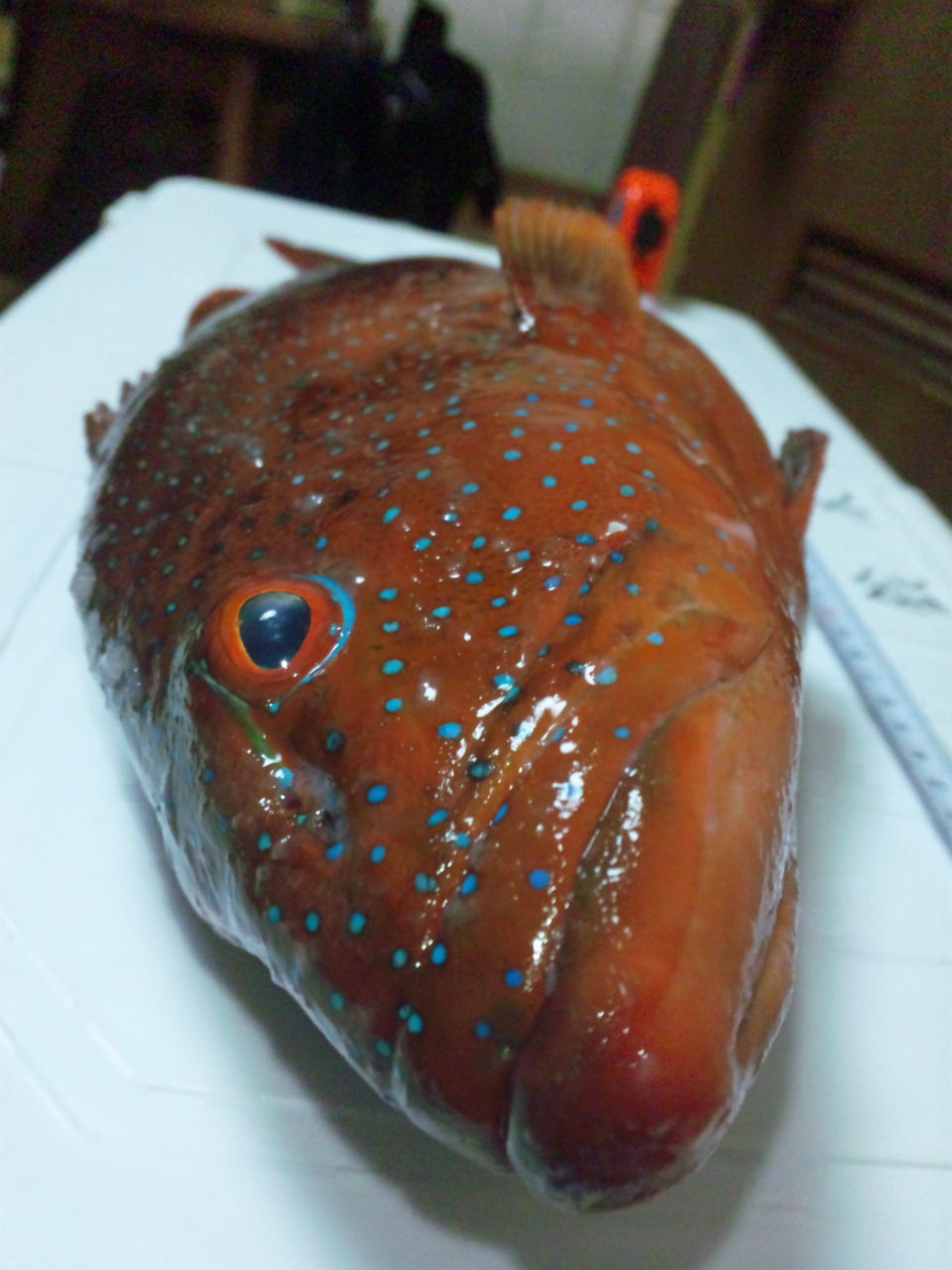 幻の 赤い魚 南の島の住人となって 幻の 赤い魚 南の島の住人となって
