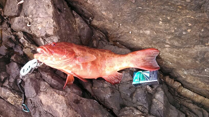 幻の 赤い魚 南の島の住人となって