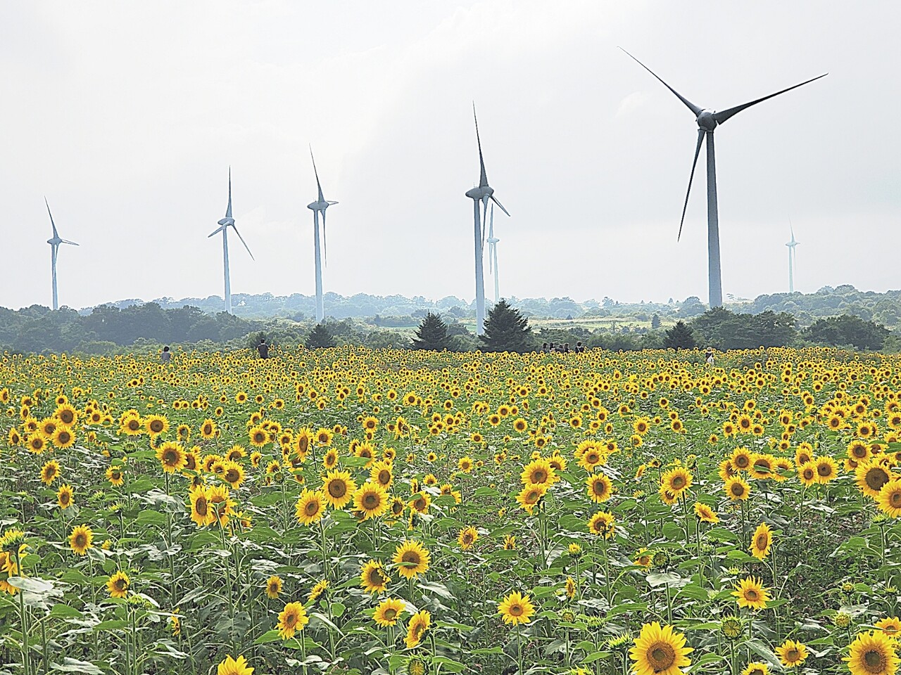 福島県郡山市 布引 風の高原 一面のひまわり畑と風車 写真１２点 アマーミャ氏のちょっとそこまで 福島県内ちょこっと歩き