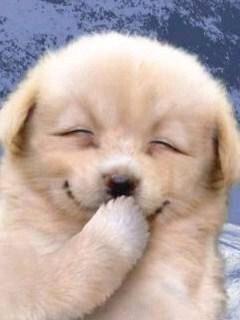 inu