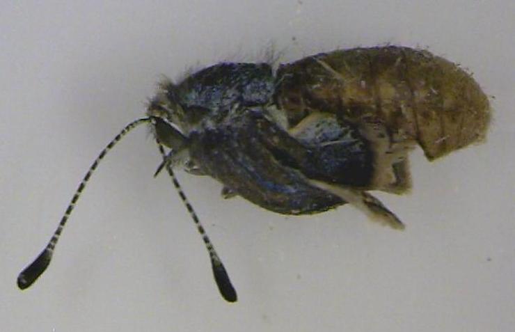 福島でチェルノブイリ現象 ナチュラルショップあまむ 福島でチェルノブイリ現象 ナチュラルショップあまむ