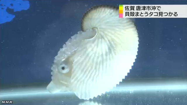 メスだけ貝殻を作る珍しいタコ アオイガイ が佐賀で捕獲 佐賀県立宇宙科学館に展示中 アマニタムスカリア ネットニュース メスだけ貝殻を作る珍しいタコ アオイガイ が佐賀で捕獲 佐賀県立宇宙科学館に展示中 アマニタムスカリア ネットニュース