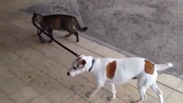 20130403_CatAndDog_01