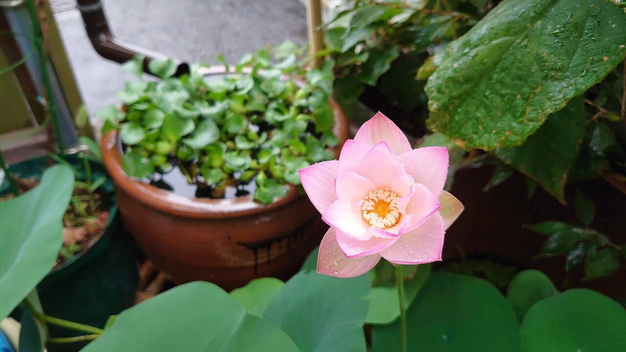 鉢植えの蓮の花 ホテル天の川荘 彦星の佐渡フォト散歩