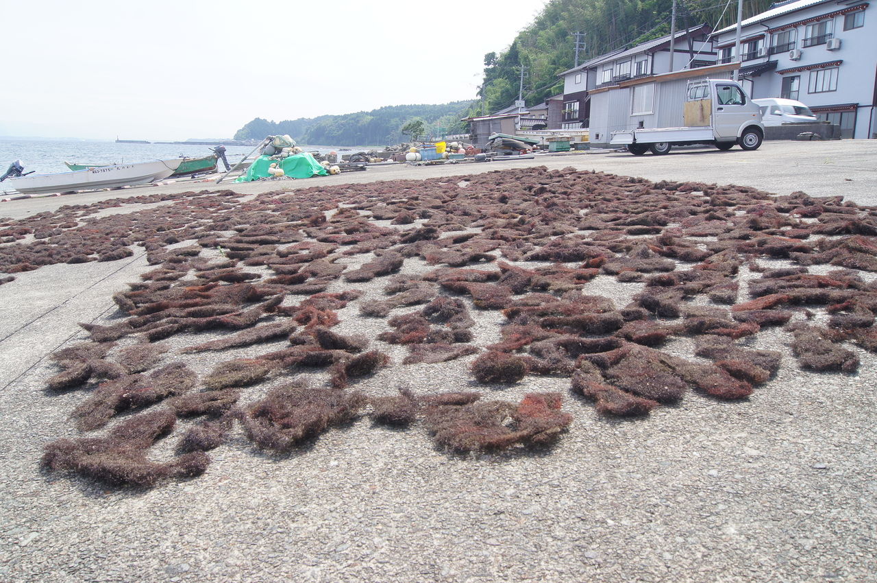 いご草干し ホテル天の川荘 彦星の佐渡フォト散歩 いご草干し ホテル天の川荘 彦星の佐渡フォト散歩