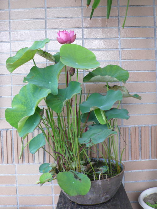 鉢植えの蓮 ホテル天の川荘 彦星の佐渡フォト散歩