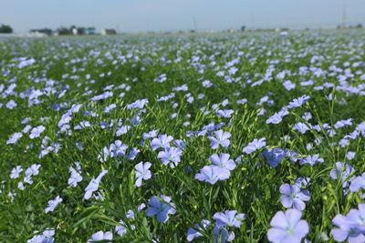 第８回亜麻まつりin当別 終了しました 亜麻の里日誌 亜麻仁油の魅力 スタッフブログ