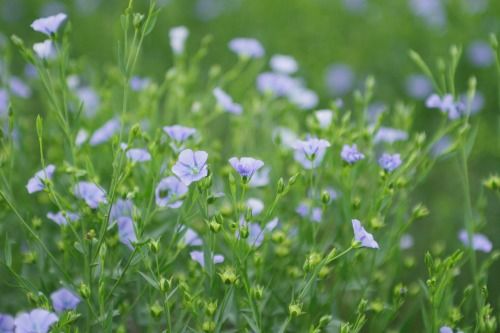 亜麻まつり 亜麻色の髪の乙女カラオケコンクール の様子 亜麻の里日誌 亜麻仁油の魅力 スタッフブログ