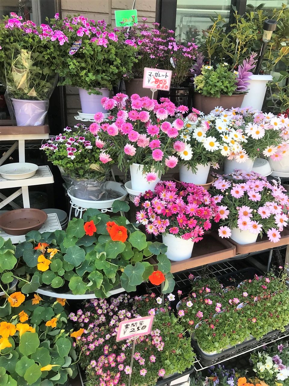 フラワーショップ 花こころ 阪神大物 尼にゃん倶楽部のblog