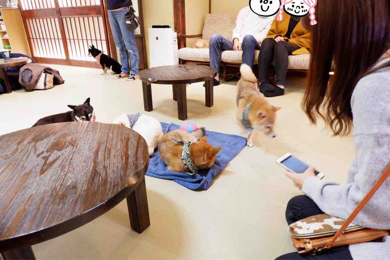 倉敷の豆柴カフェとハリネズミの森に行ってみた 私は島根から旅に出る