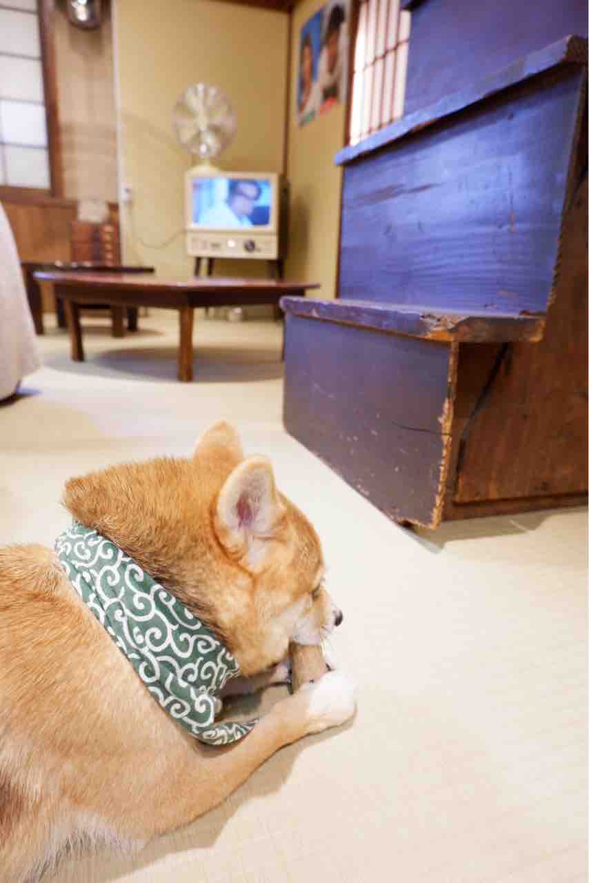 倉敷の豆柴カフェとハリネズミの森に行ってみた 私は島根から旅に出る