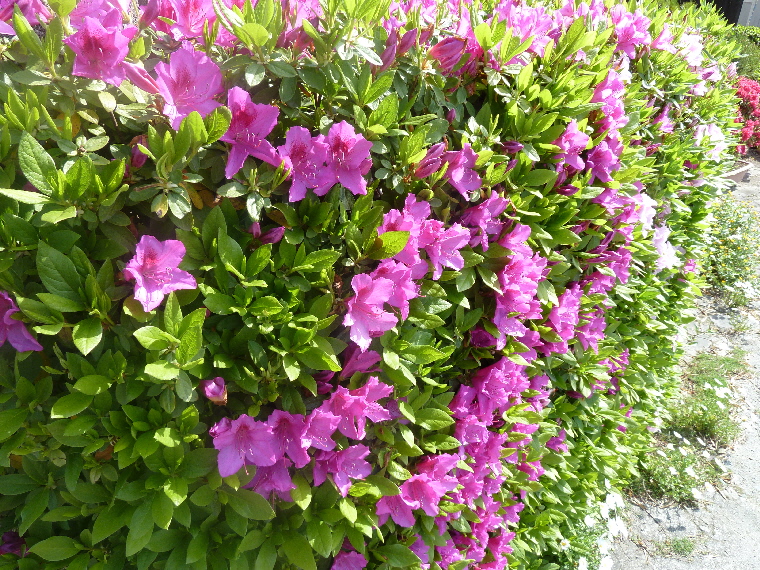 鶴瓶の家族に乾杯 見てください 大川ストロベリーライフ