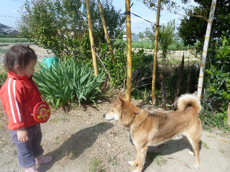 鶴瓶の家族に乾杯 見てください 大川ストロベリーライフ