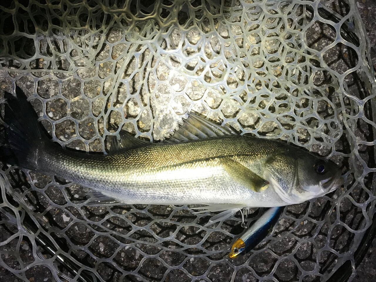 シーバス Tokyo Bay Often