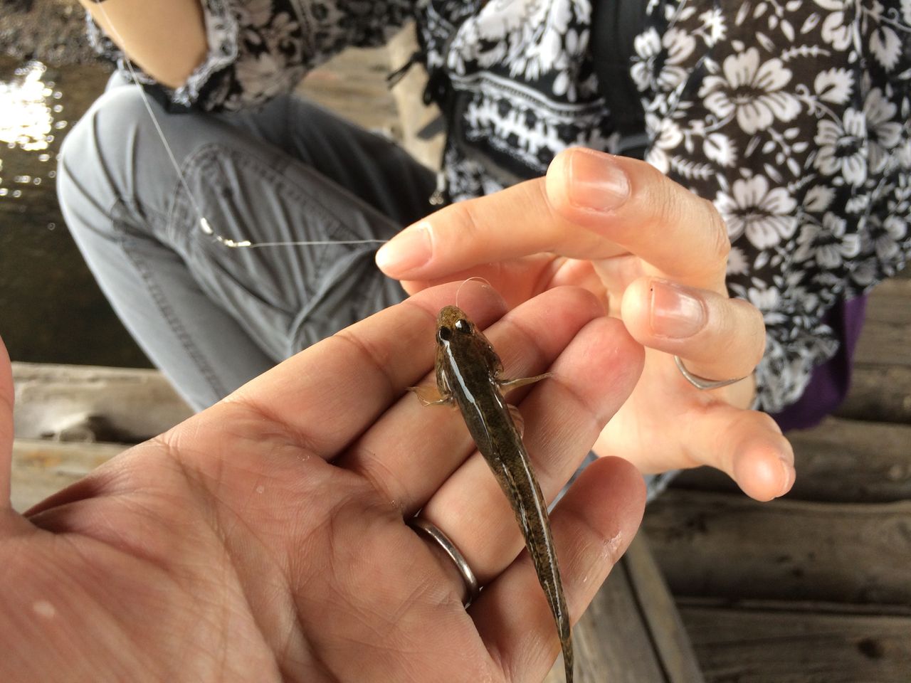 17 09 船橋港ハゼ Tokyo Bay Often