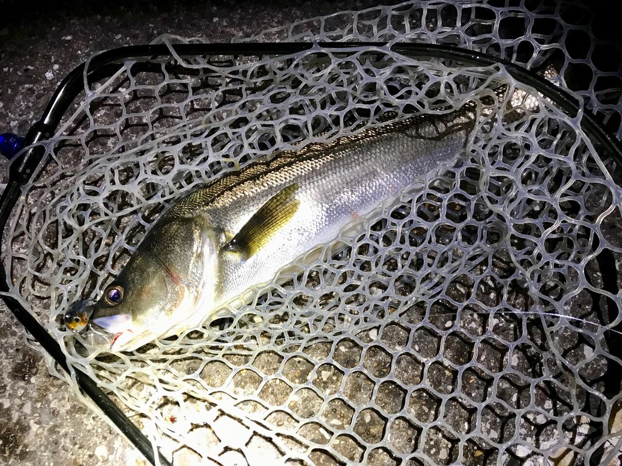 シーバス Tokyo Bay Often