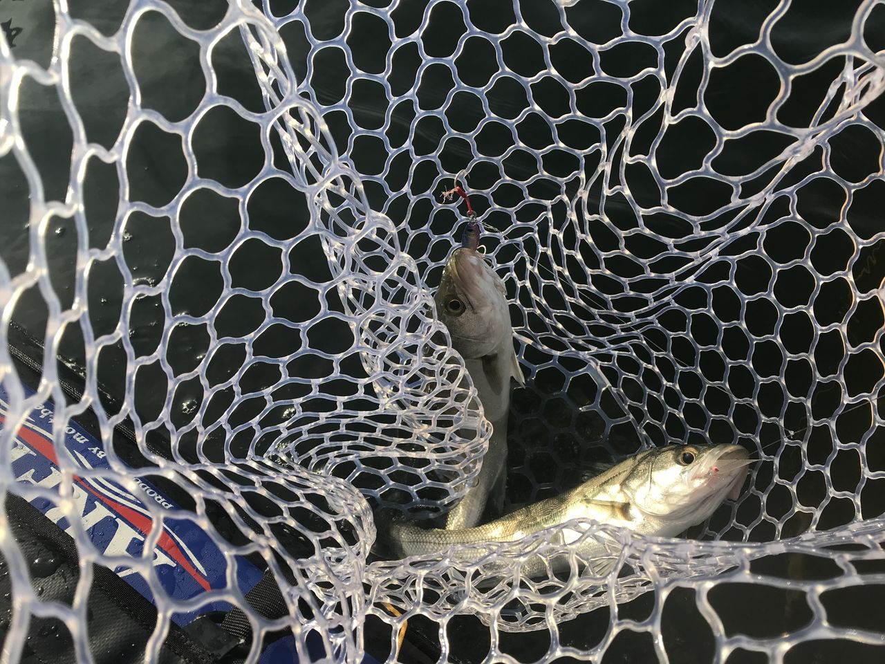 19 11 湾奥タチウオ カヤック Tokyo Bay Often