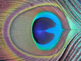 peacock.jpg