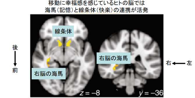 移動を検知する幸福回路が発見される (2)