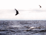 eae6c04a.gif