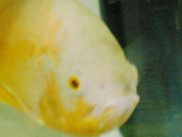 2011-6月頃、熱帯魚 (5)