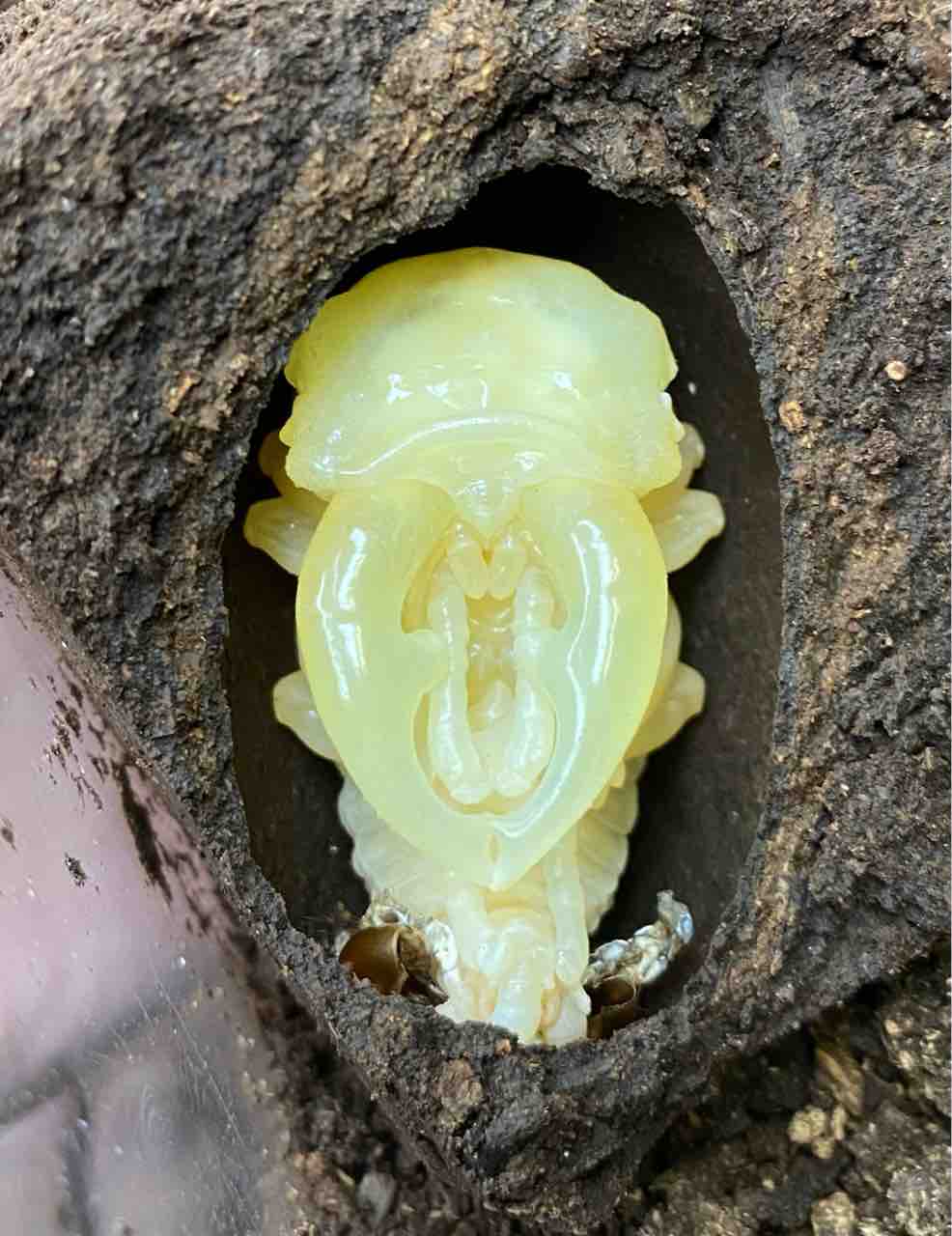 ボーレンホーベンツヤクワガタ 飼育記 (2サイクル目) : テツのツヤクワ