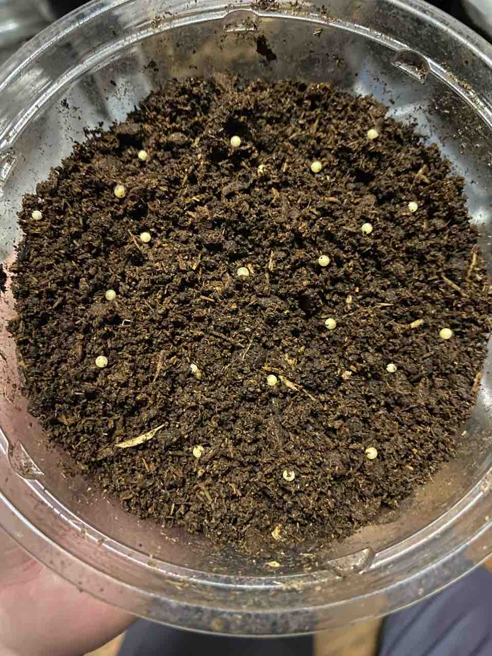 フェモラリスツヤクワガタ （原名亜種） 飼育記 : テツのツヤクワ素人飼育