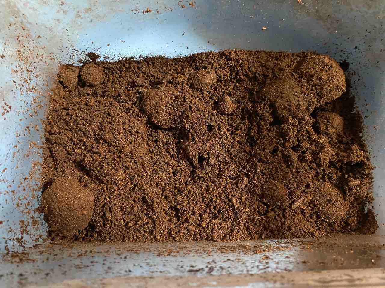 クベラツヤクワガタ (fallaciosa) タイ産 飼育記 : テツの クベラツヤクワガタ (fallaciosa) タイ産 飼育記 : テツの