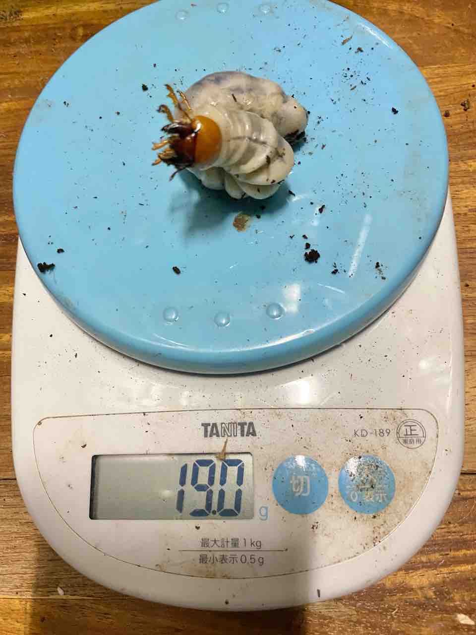 クベラツヤクワガタ (fallaciosa) タイ産 飼育記 : テツの クベラツヤクワガタ (fallaciosa) タイ産 飼育記 : テツの