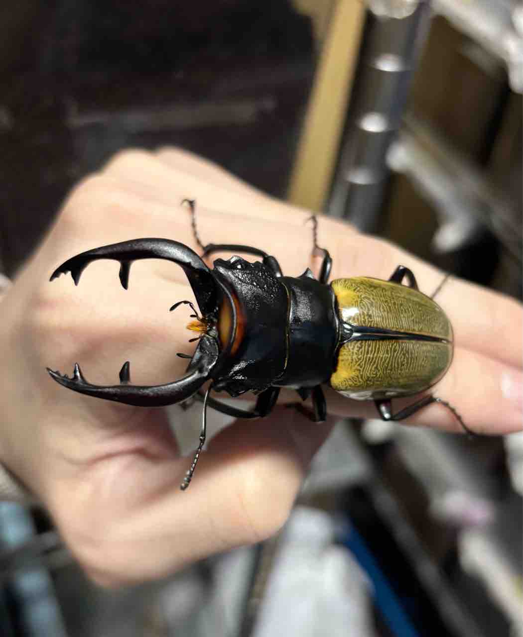 スペクタビリスツヤクワガタ (アチェ) 飼育記 : テツのツヤクワ