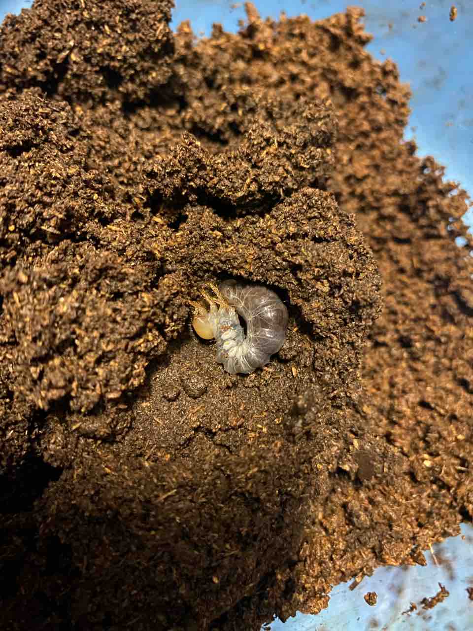 ボーレンホーベンツヤクワガタ 飼育記 (2サイクル目) : テツのツヤクワ