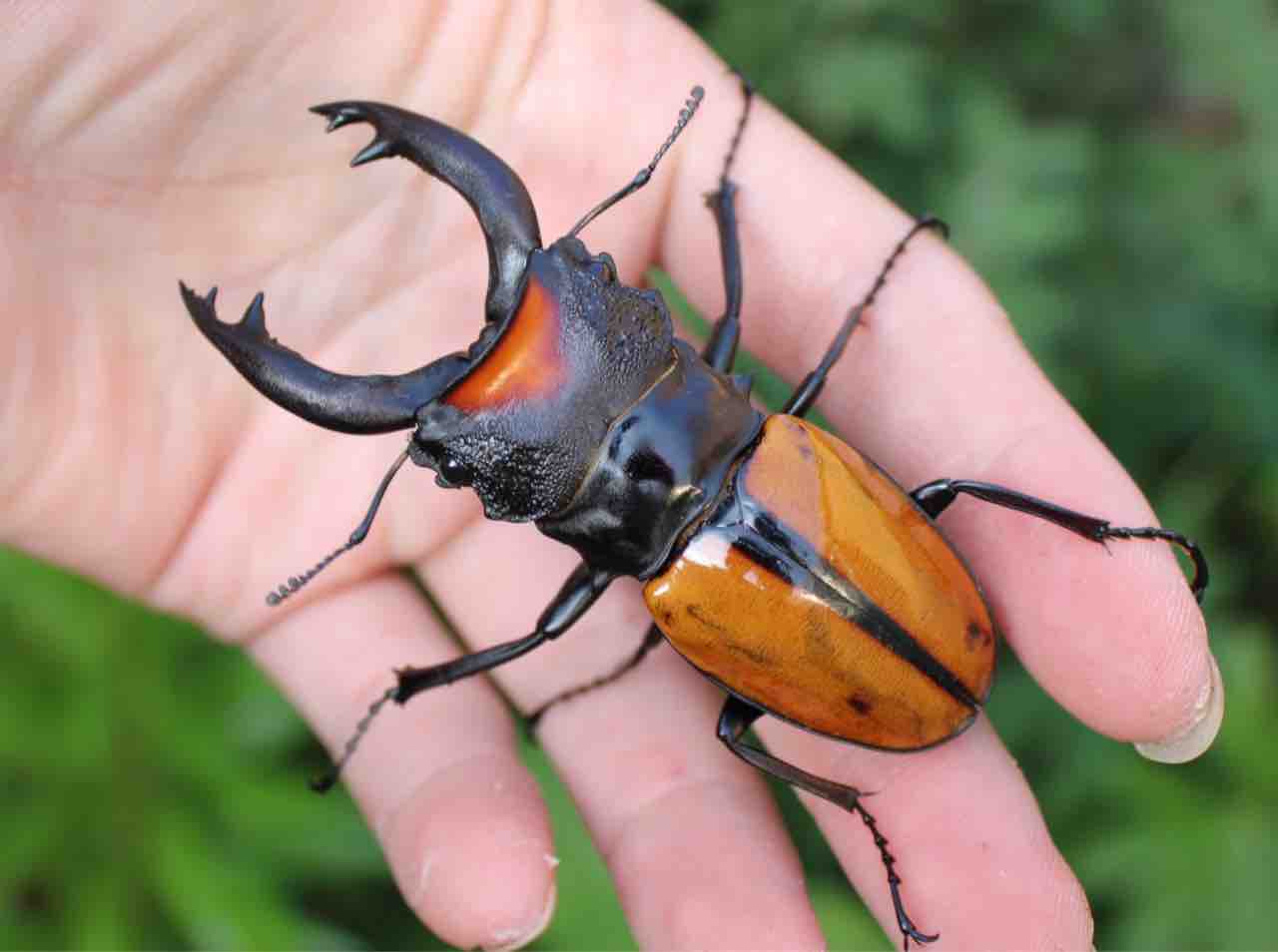 ボーレンホーベンツヤクワガタ 飼育記 (2サイクル目) : テツの ボーレンホーベンツヤクワガタ 飼育記 (2サイクル目) : テツの