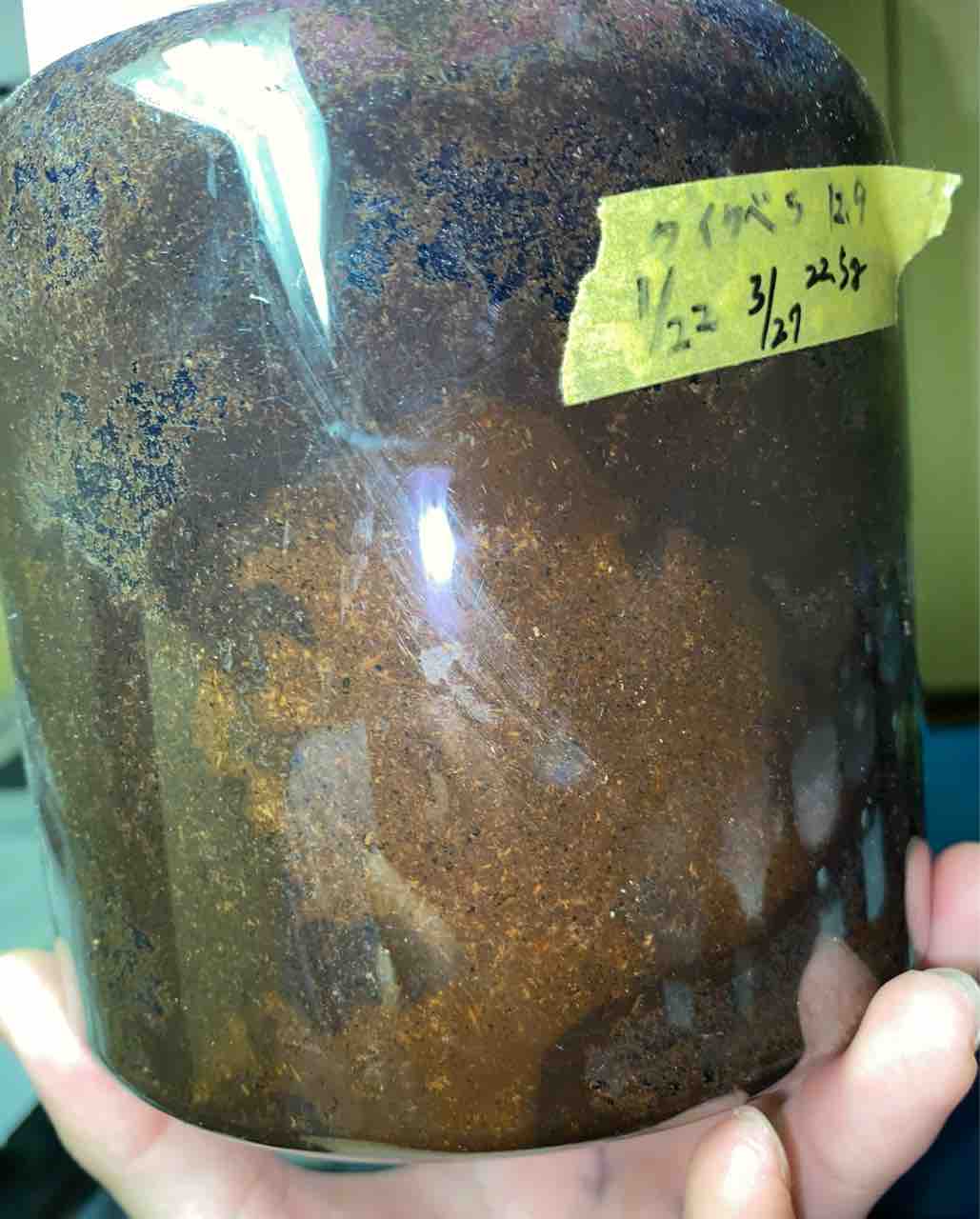 クベラツヤクワガタ (fallaciosa) タイ産 飼育記 : テツの クベラツヤクワガタ (fallaciosa) タイ産 飼育記 : テツの