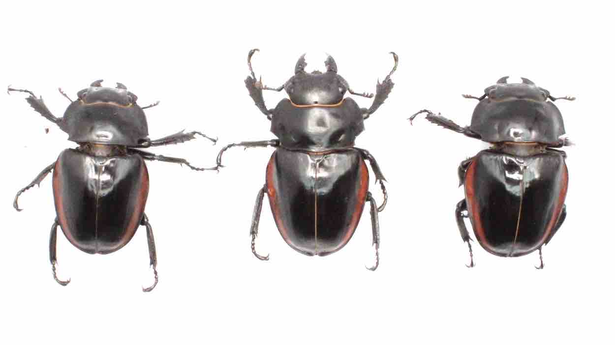 クベラツヤクワガタ (fallaciosa) タイ産 飼育記 : テツの クベラツヤクワガタ (fallaciosa) タイ産 飼育記 : テツの