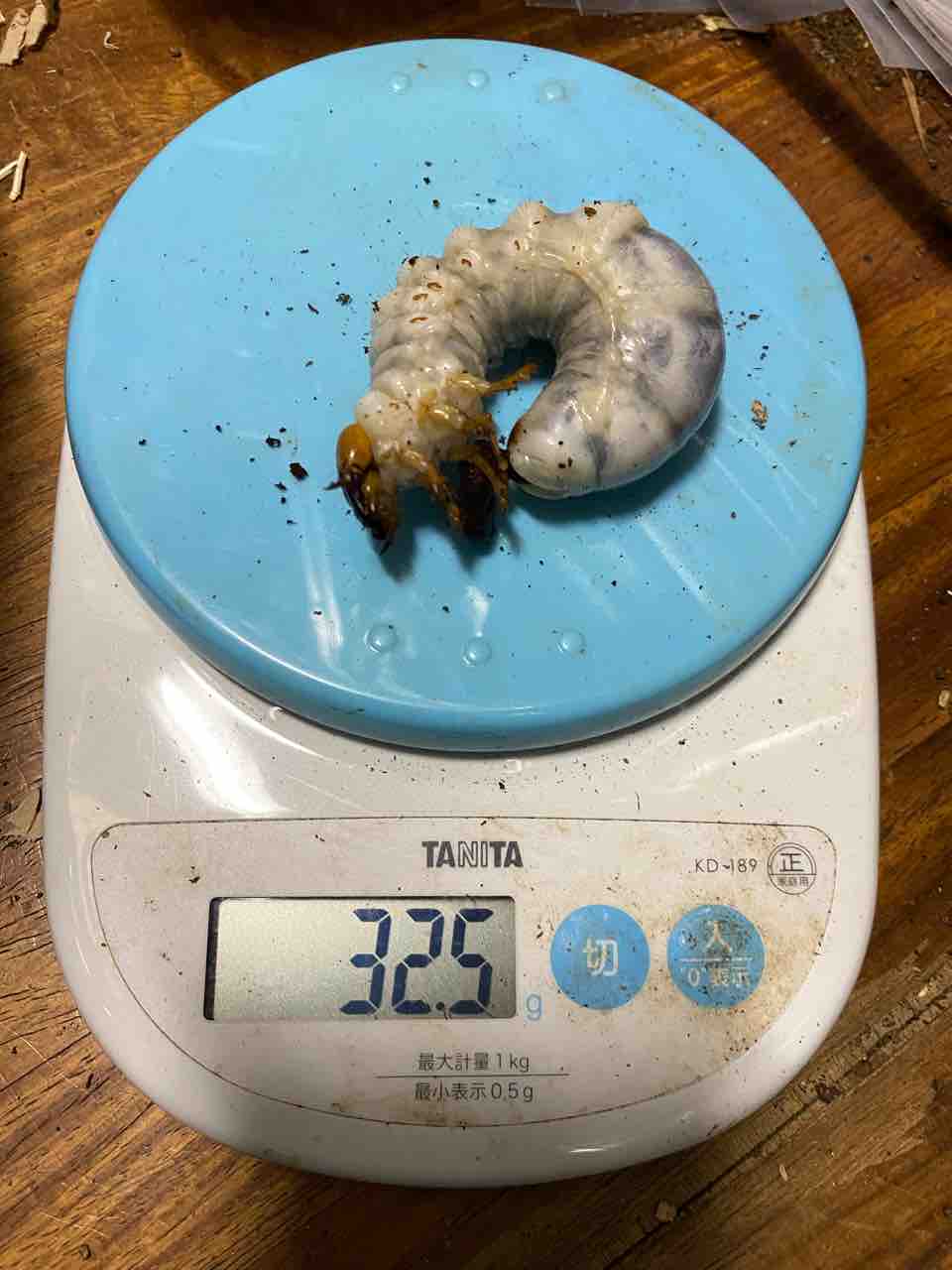 クベラツヤクワガタ (fallaciosa) タイ産 飼育記 : テツの クベラツヤクワガタ (fallaciosa) タイ産 飼育記 : テツの